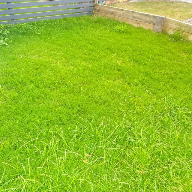 Overgrown lawn with tall weeds against a grey fence and a sleeper wall